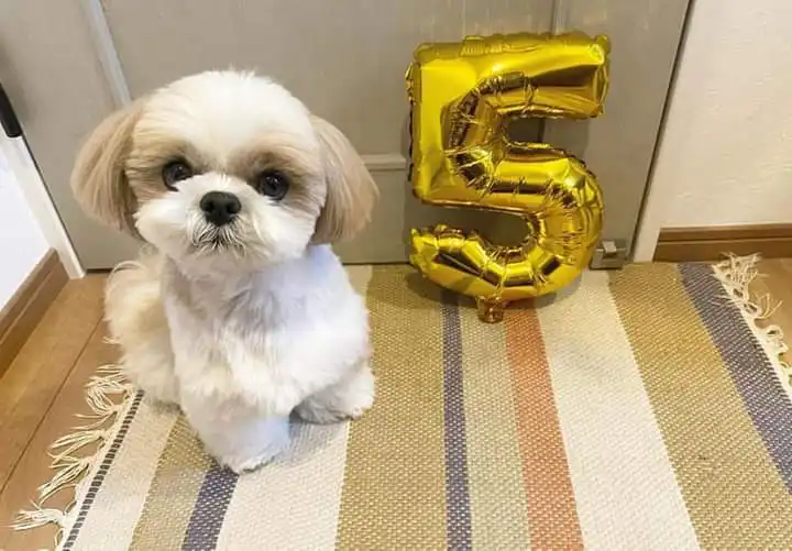 Cacharro shih tzu
