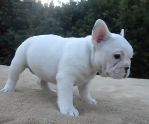 excepcional  cachorros de bulldog