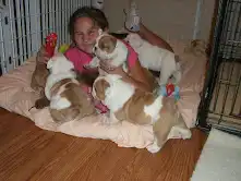 Lindos Cachorros de Bulldog Ingles para adopcion