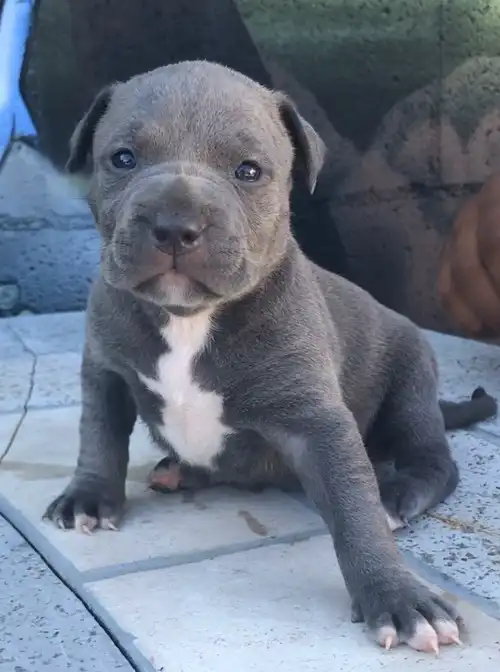Cachorros pitbull nariz azul en venta