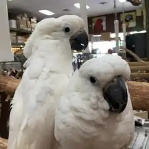 Cacatúas criadas a mano disponibles ahora. 