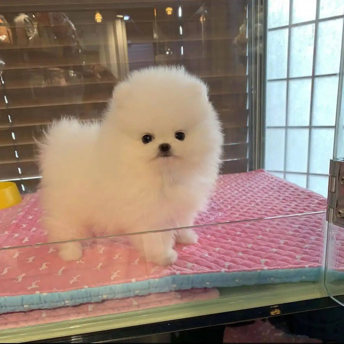 BEAUTIFUL Maltese Female Puppy 