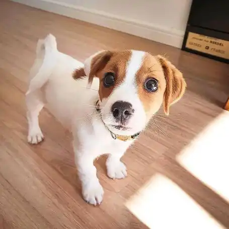 Cachorros pura raza jack russell