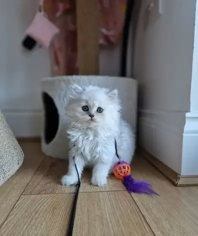 Gatitos persas chinchilla con punta de plata blanca