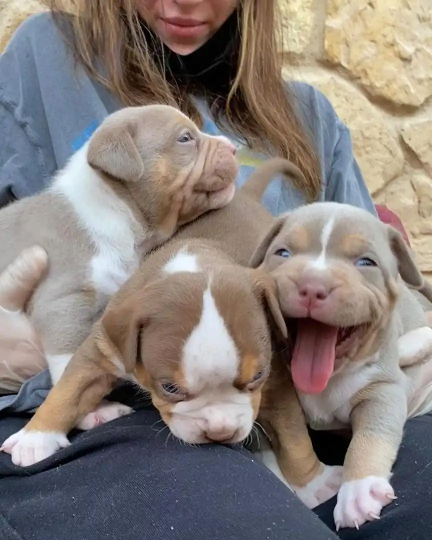 Adortable American Bully Puppies