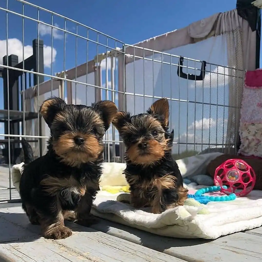 Yorkie Terrier En Venta