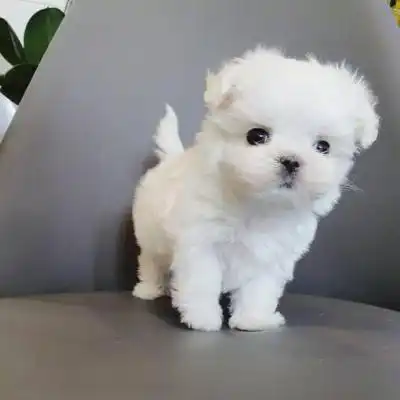 Sweet Maltese Puppies