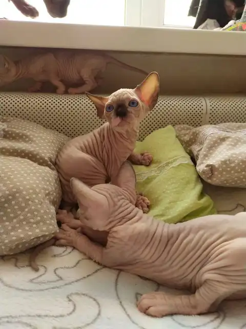 Gatito sin pelo Sphynx para nuevos hogares