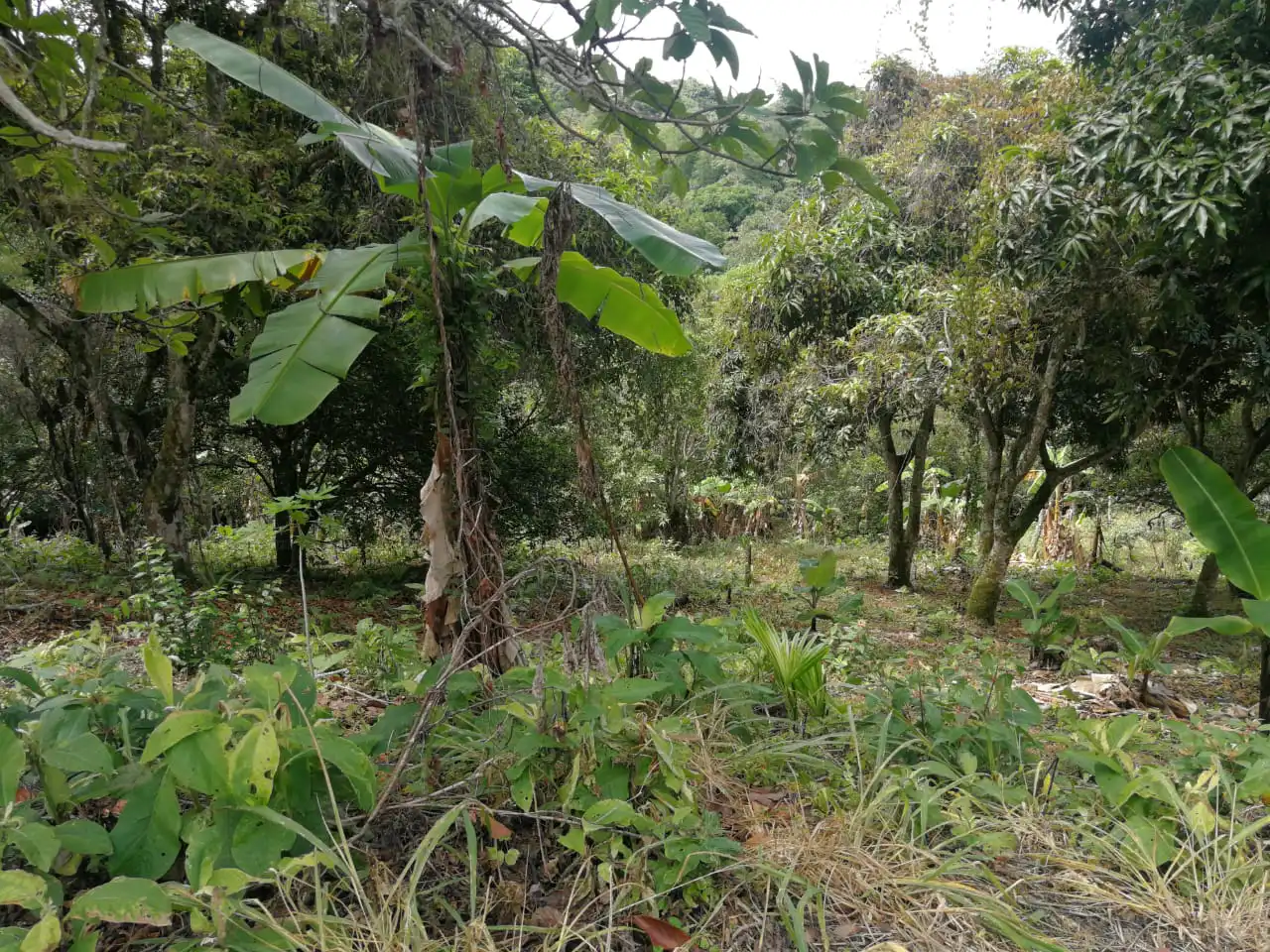 Gran Oportunidad ,Ganga