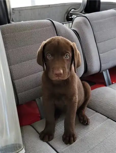 Cachorros de laboratorio AKC