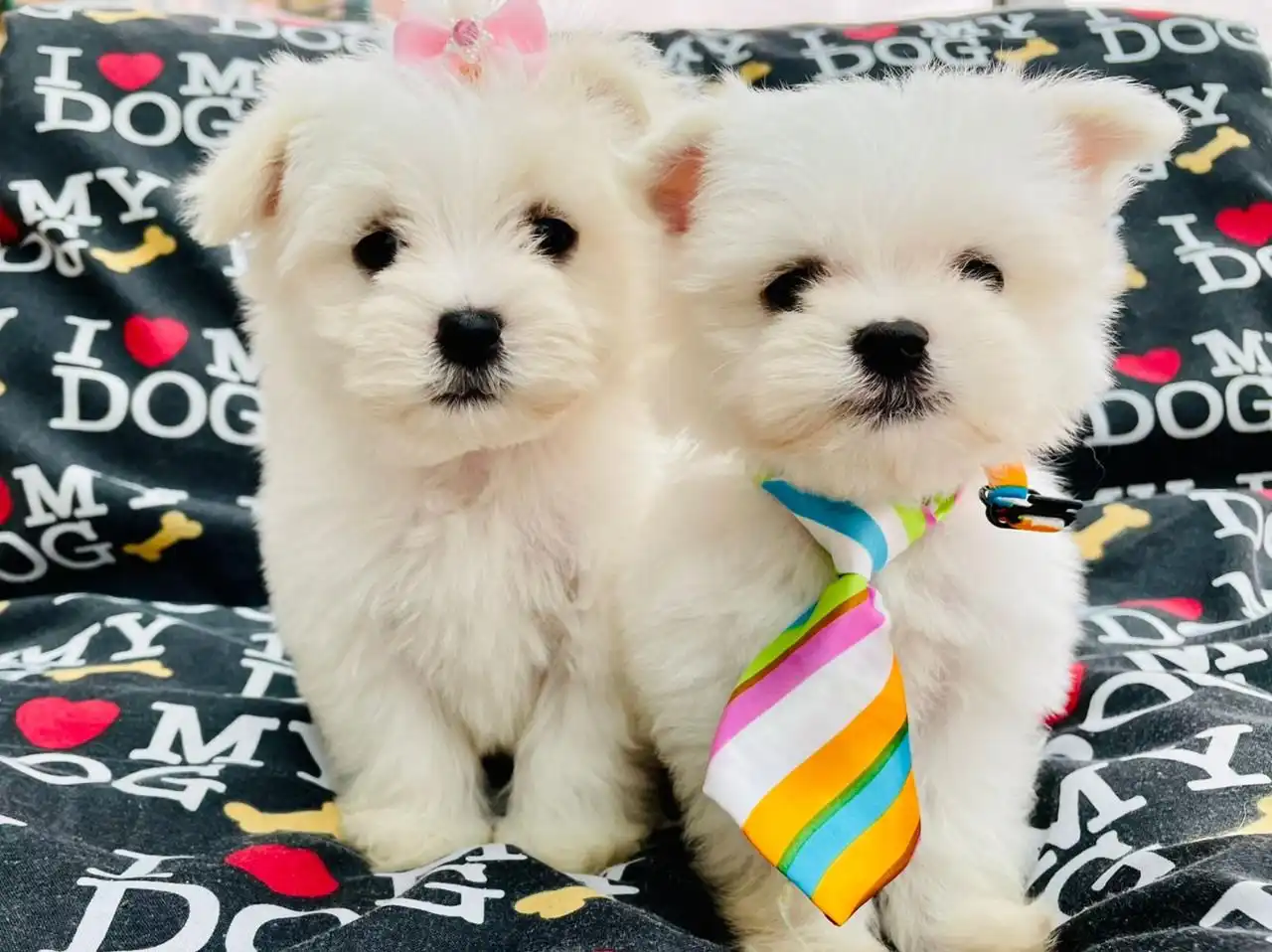 Cachorros malteses en venta