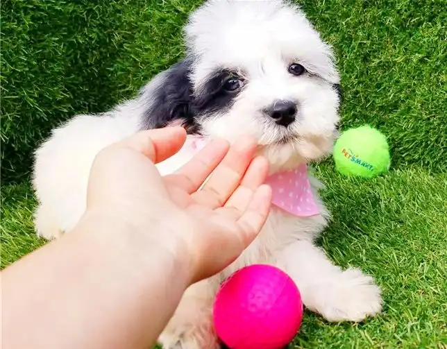 Maltipoo cachorros niños y niñas impresionantes