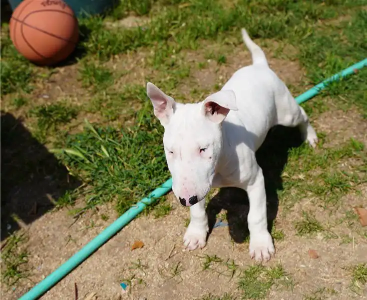 Venta de cachorros bull terrier machos y hembras