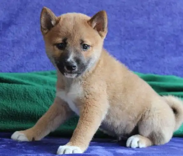 cariñosos e inteligentes cachorros shiba inu