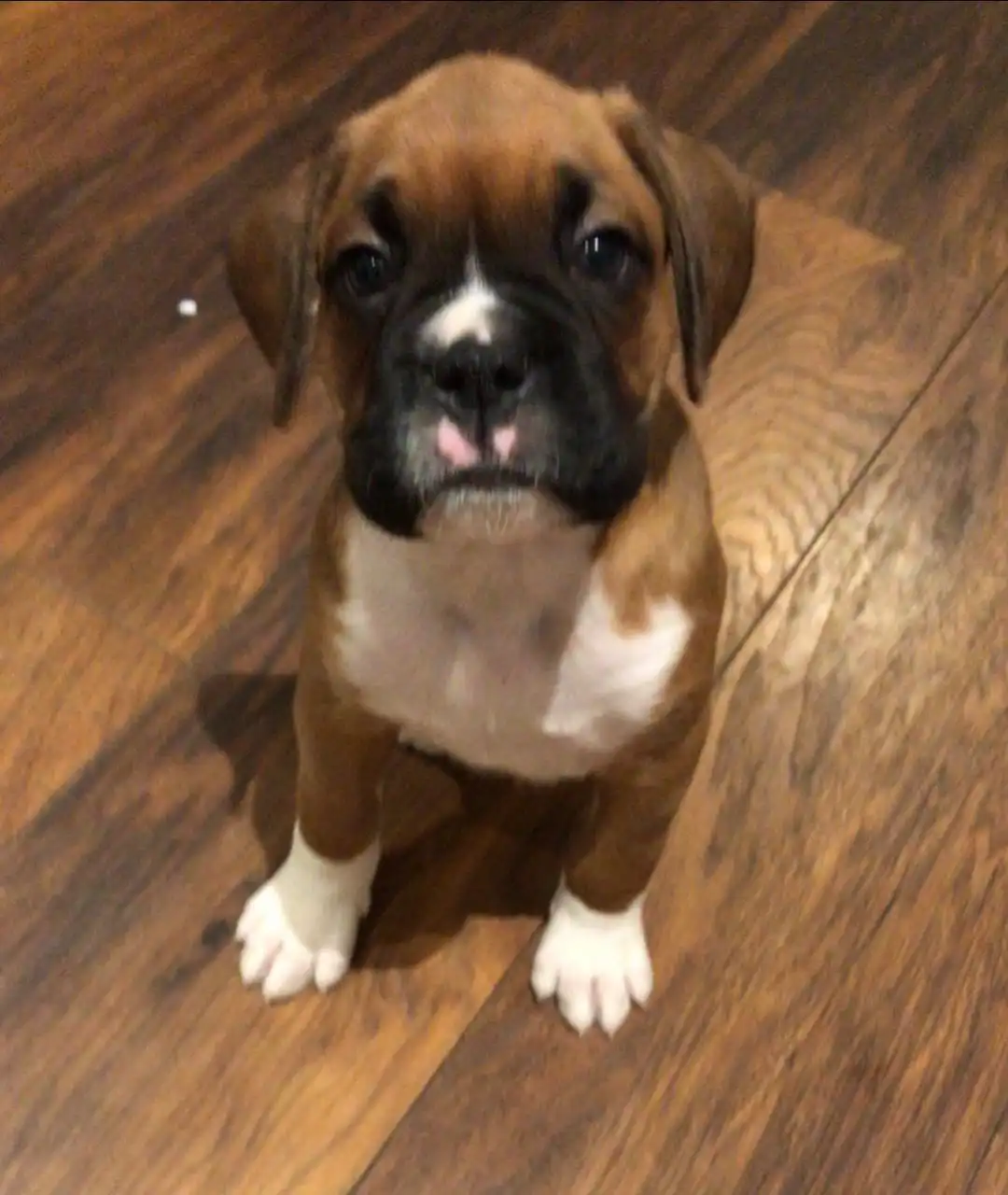 adorables cachorros boxer