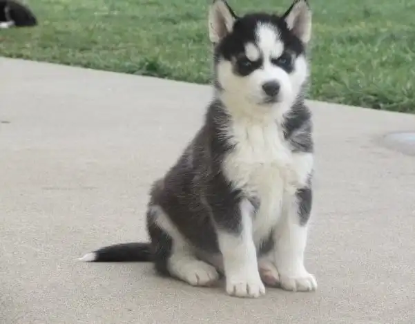 Husky siberiano 1 hembra 1 macho