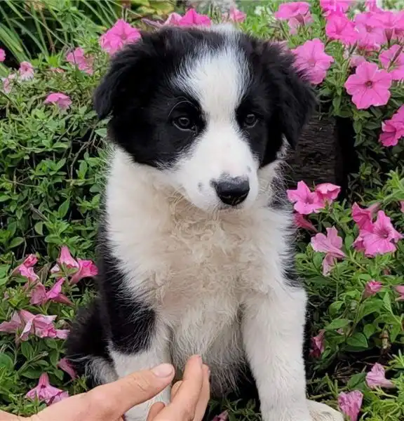Preciosos cachorros border collie disponibles