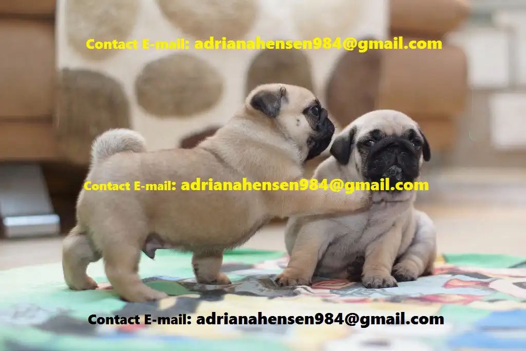 Cachorros corgi galés criados en casa Listos