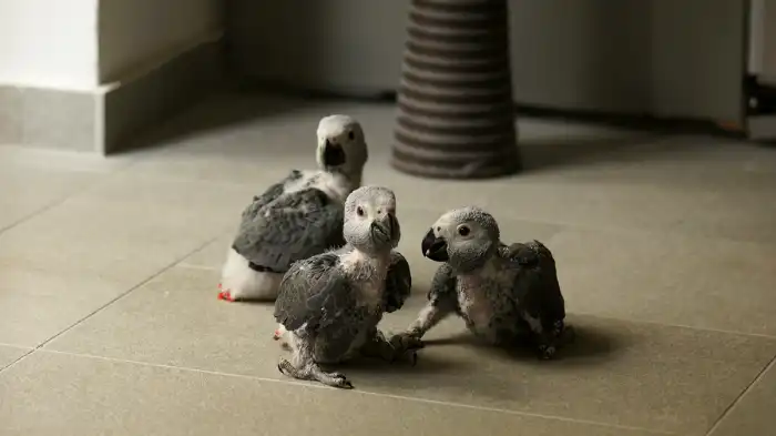Venta de loros grises africanos alimentados 