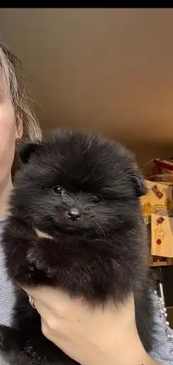 cachorros pomerania sanos