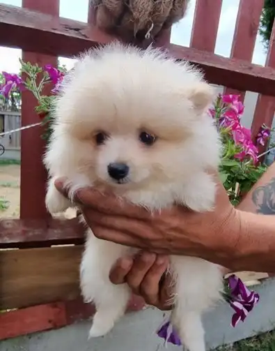 Chicas Pomerania DISPONIBLES????????????????