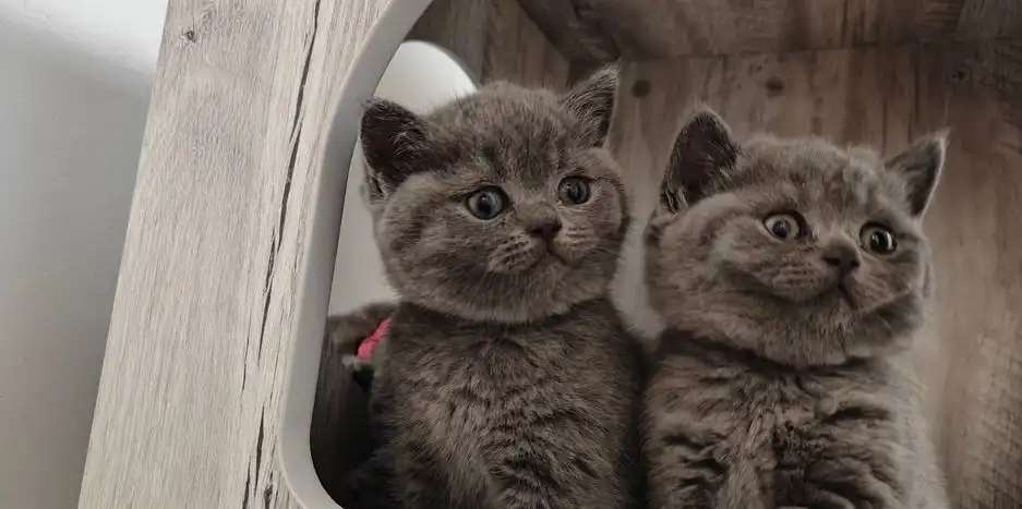   gatitos machos british shorthair último azul