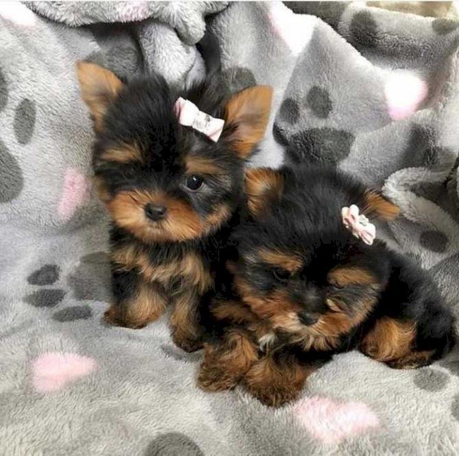 Adorables cachorros Yorkie "Tea Cup"