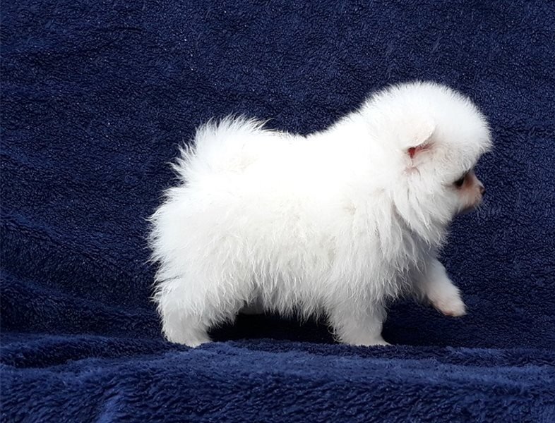 Hermosos cachorros Pomerania "Tea Cup" en miniatura a la venta.