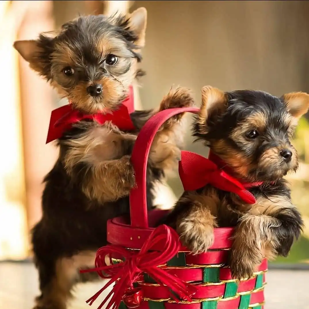 Yorkie Terrier Male and female for sale