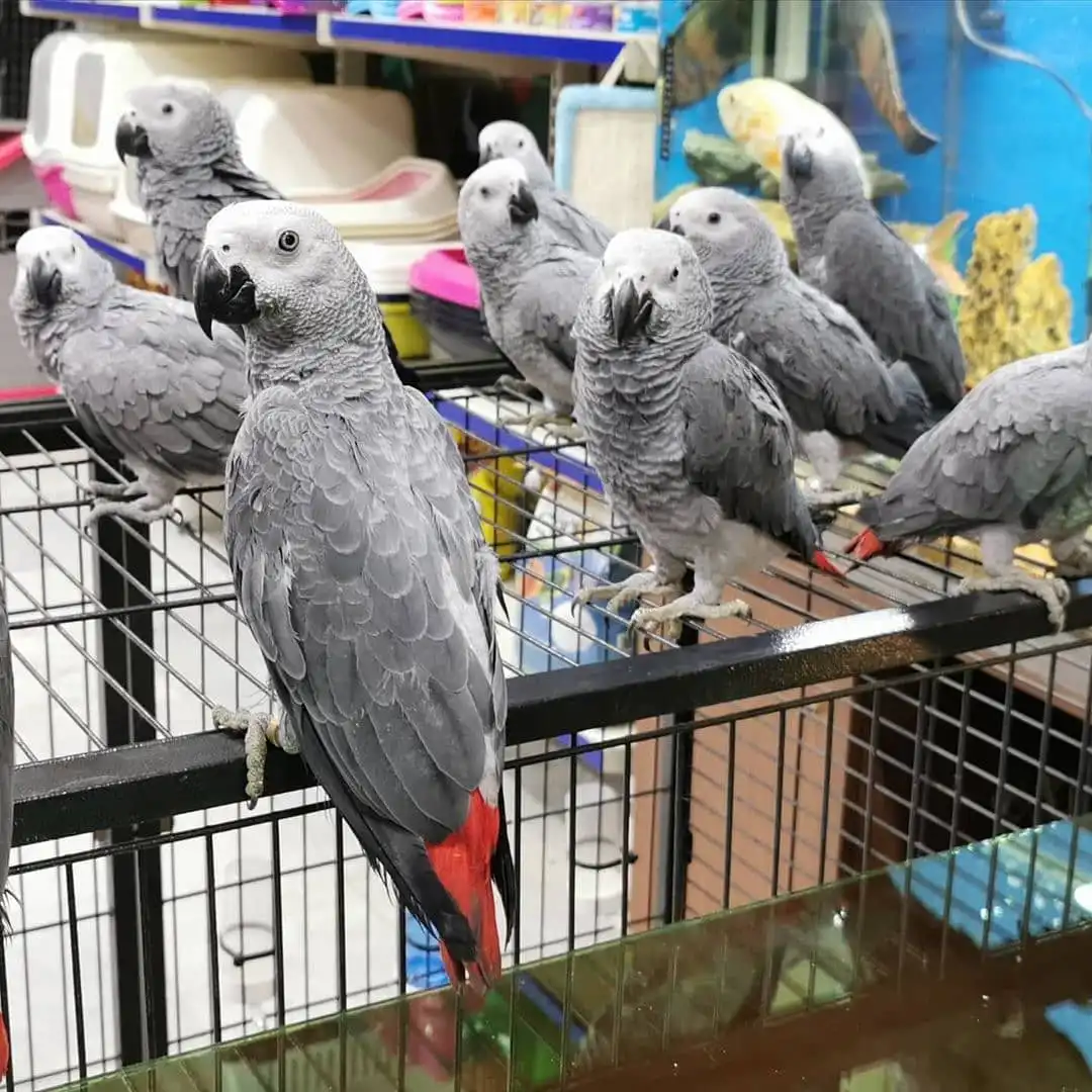 Cute African Grey Parrot
