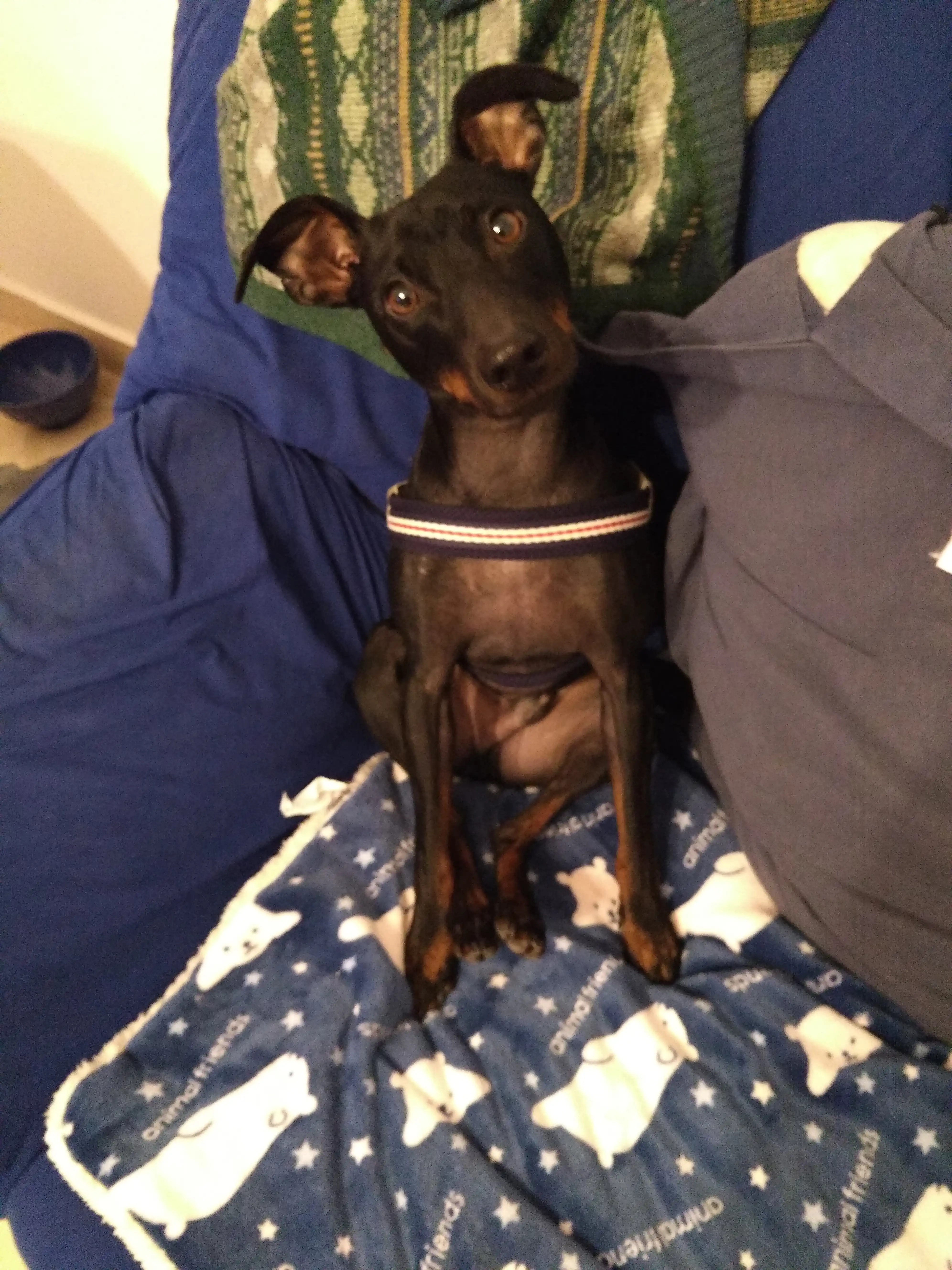 Busco persona por guardia perro région de Murcia