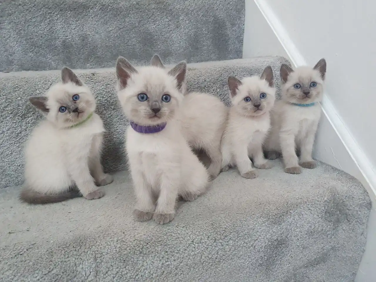 Gatitos siameses de calidad disponibles