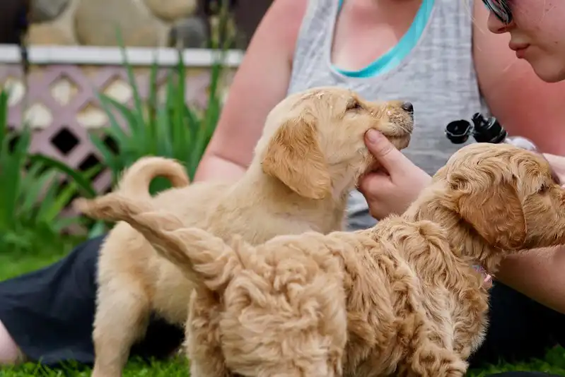 Cachorros goldendoodles a la venta