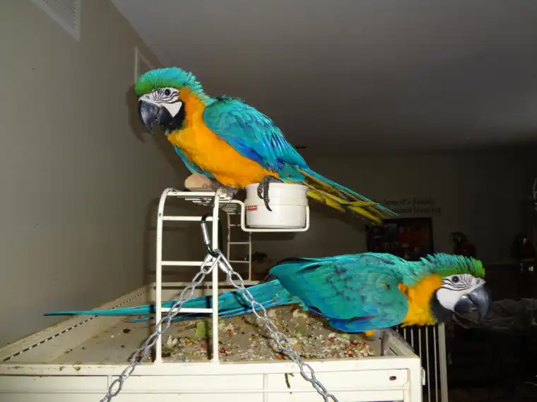 Loros guacamayos azules y dorados en negrita.