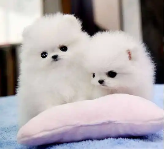 Vendo adorables cachorros pomerania