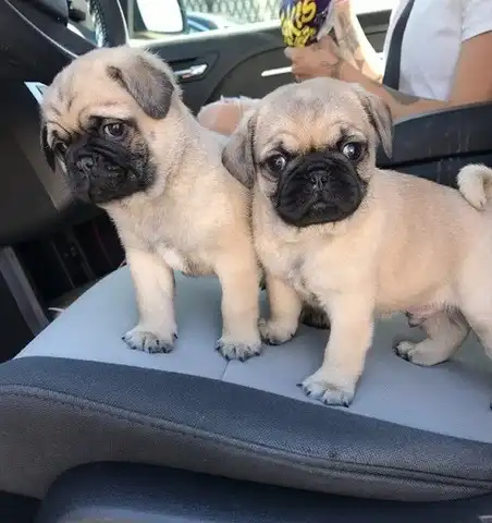 Se venden cachorros carlino.