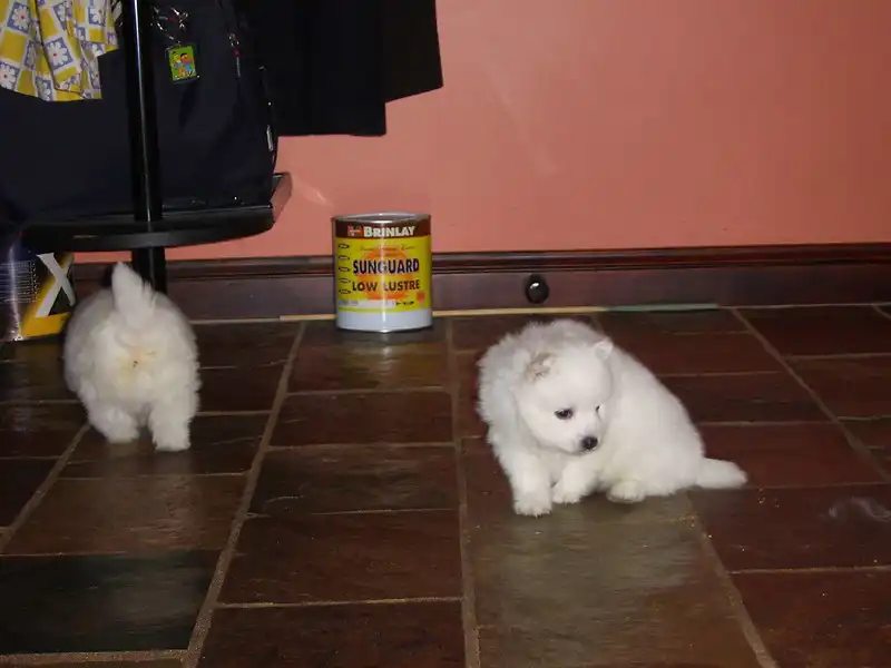 Se venden cachorros spitz japones.