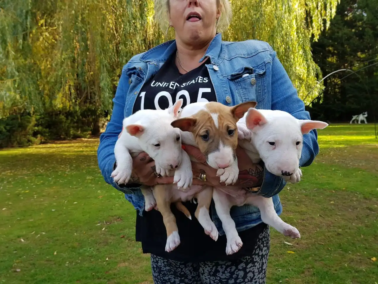 cachorros bull terrier ingles