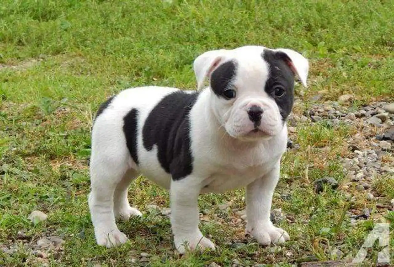 urebred American Bulldog puppies