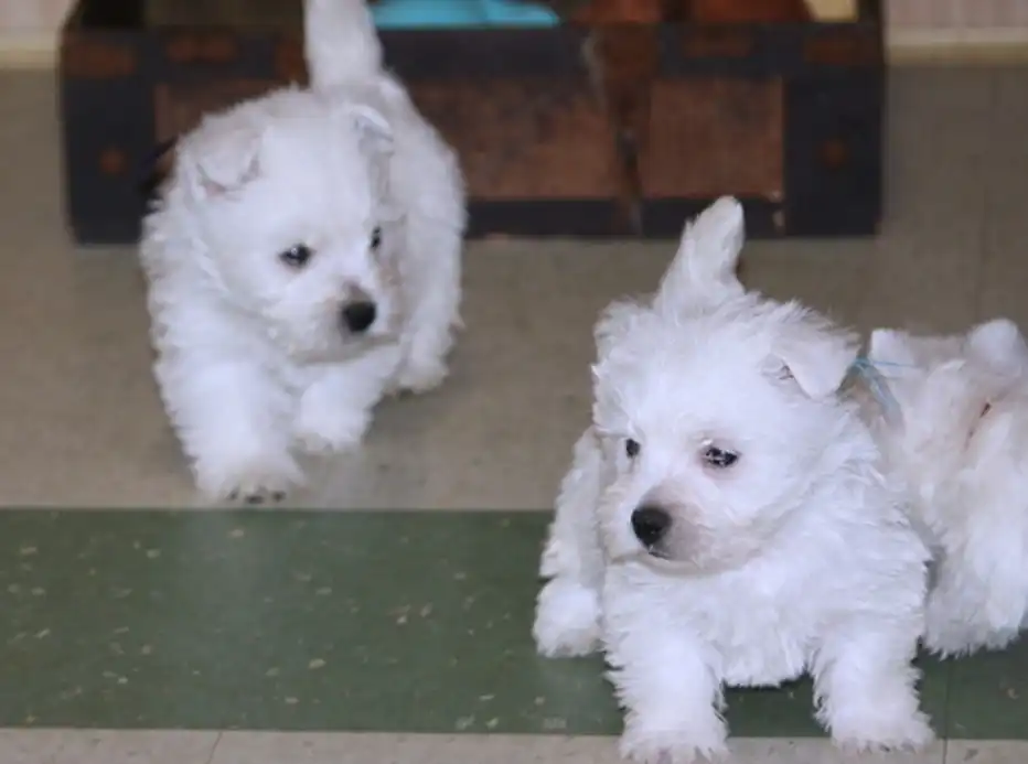 Cachorros de West Highland White Terrier