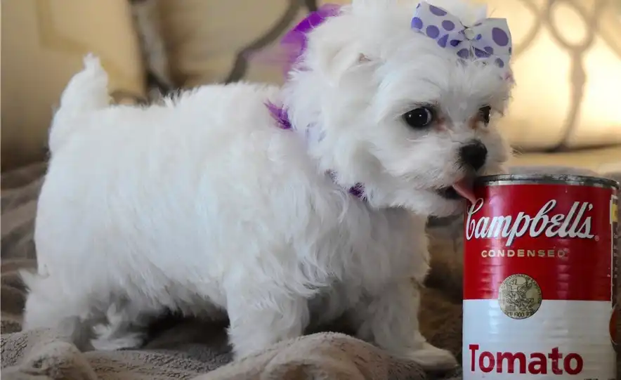 Cachorros malteses taza de té.