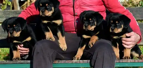 Cachorros de Rottweiler bien socializados