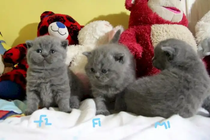 MAGNÍFICOS DE GATITOS BRITÁNICOS DE PELO 