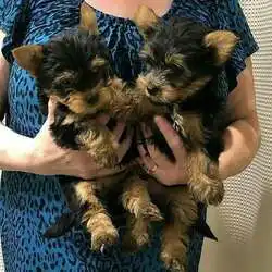 Adorables cachorros de yorkshire disponibles. 