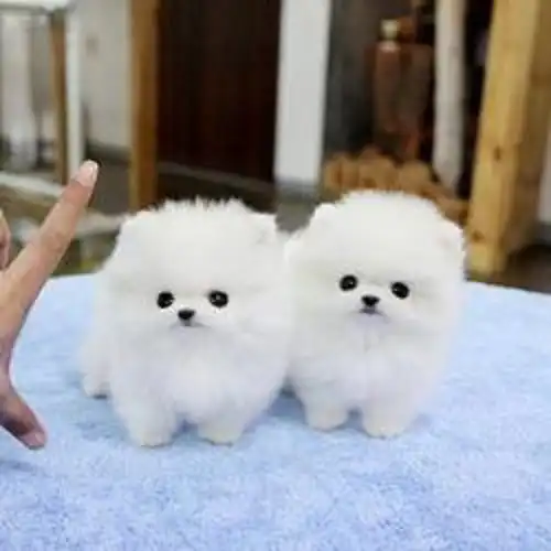 Blanco pomerania toy blanco boo adopcion taza de te