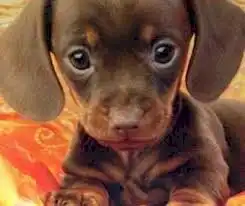 Cachorros dachshunds golden