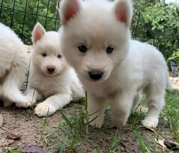Cachorros pomsky de raza blanco miniatura gratis para adopcion