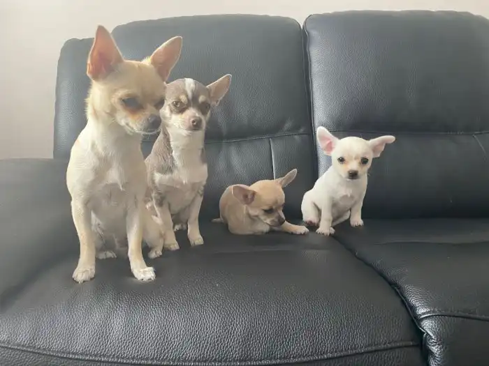Chihuahua de 3 meses disponible gratis en adopcion