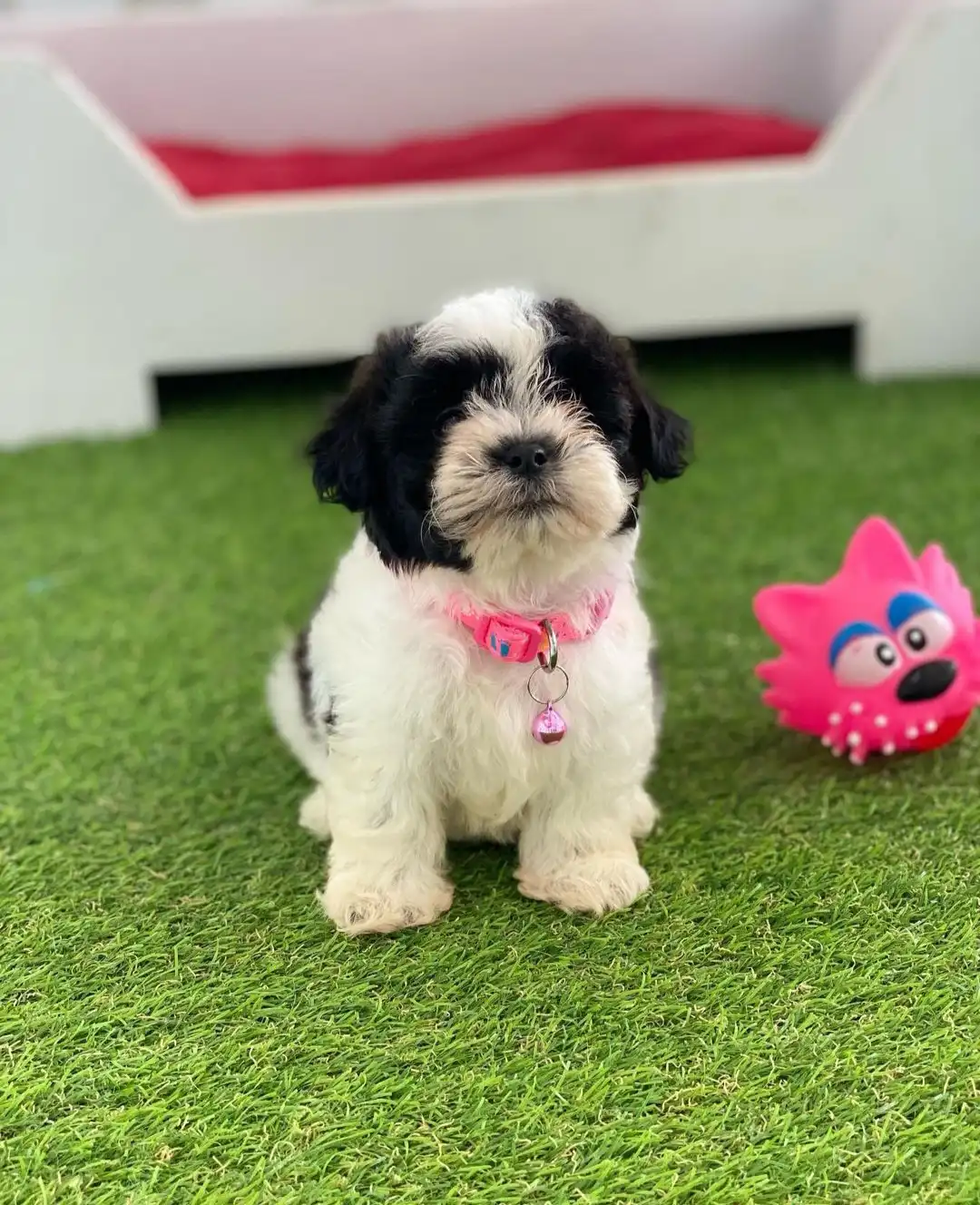 Disponible este lindo cachorro 