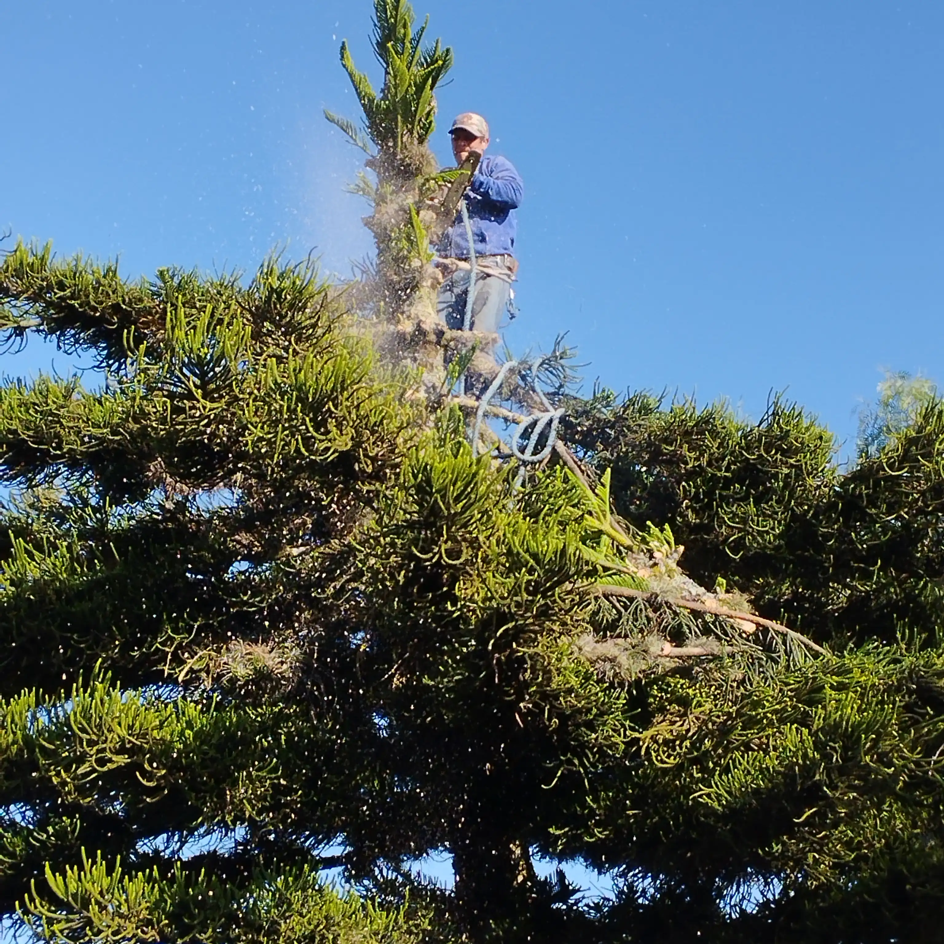 Servicio de poda y tala de árboles y palmeras